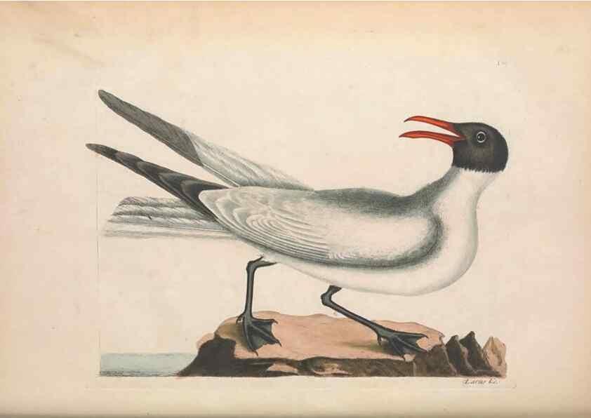 Reproducción/Reproduction 49456883466: The natural history of Carolina, Florida, and the Bahama Islands :. London :Printed for B. White,1771.. 