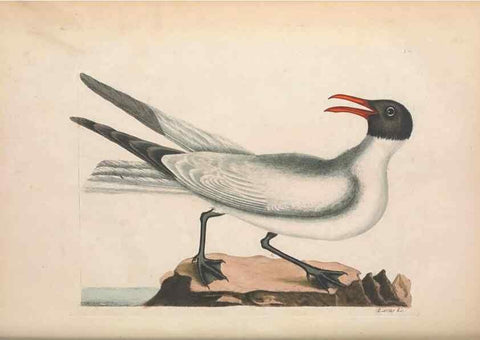 Reproducción/Reproduction 49456883466: The natural history of Carolina, Florida, and the Bahama Islands :. London :Printed for B. White,1771.. 