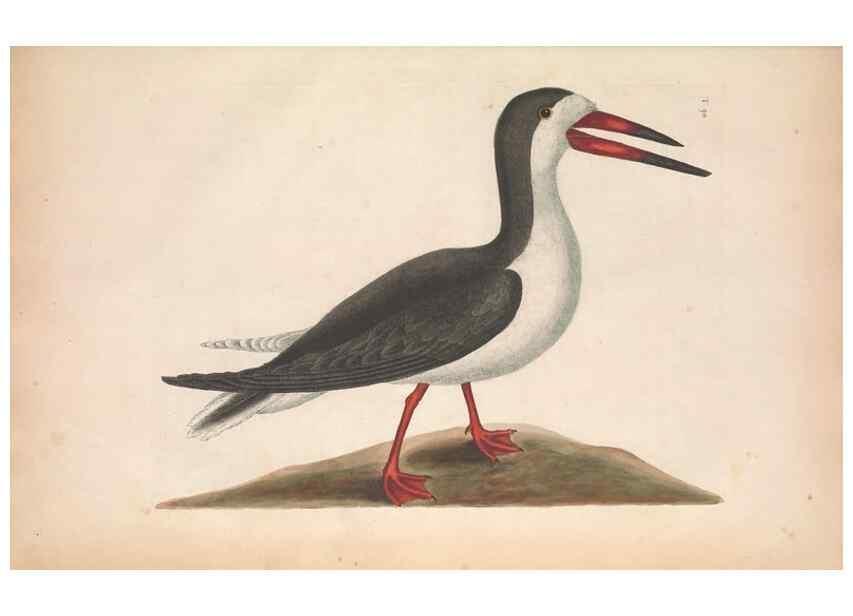 Reproducción/Reproduction 49457115767: The natural history of Carolina, Florida, and the Bahama Islands :. London :Printed for B. White,1771.. 