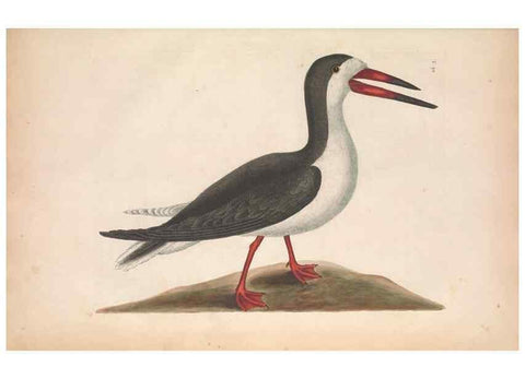 Reproducción/Reproduction 49457115767: The natural history of Carolina, Florida, and the Bahama Islands :. London :Printed for B. White,1771.. 