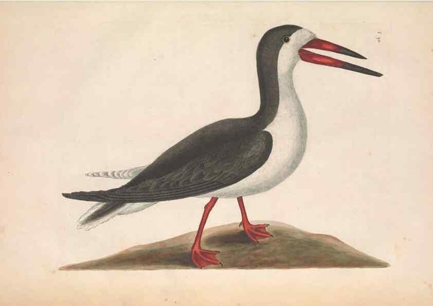 Reproducción/Reproduction 49457115767: The natural history of Carolina, Florida, and the Bahama Islands :. London :Printed for B. White,1771.. 
