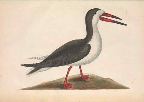 Reproducción/Reproduction 49457115767: The natural history of Carolina, Florida, and the Bahama Islands :. London :Printed for B. White,1771.. 