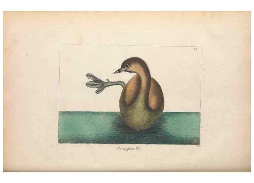 Reproducción/Reproduction 49456411103: The natural history of Carolina, Florida, and the Bahama Islands :. London :Printed for B. White,1771.. 
