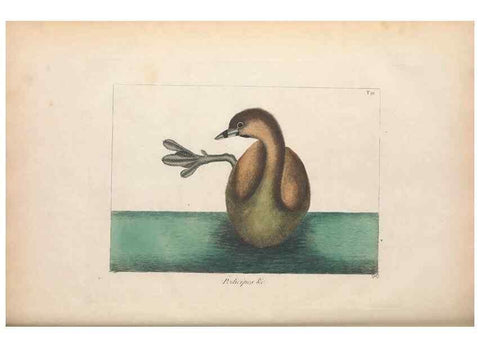 Reproducción/Reproduction 49456411103: The natural history of Carolina, Florida, and the Bahama Islands :. London :Printed for B. White,1771.. 