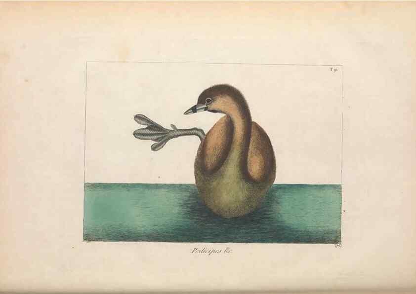 Reproducción/Reproduction 49456411103: The natural history of Carolina, Florida, and the Bahama Islands :. London :Printed for B. White,1771.. 