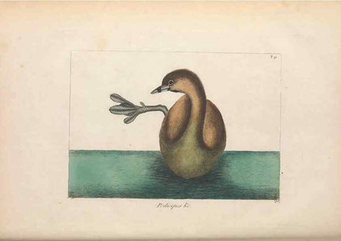 Reproducción/Reproduction 49456411103: The natural history of Carolina, Florida, and the Bahama Islands :. London :Printed for B. White,1771.. 