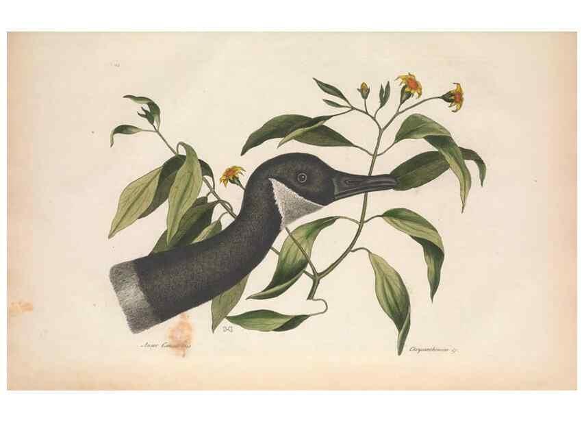Reproducción/Reproduction 49457116417: The natural history of Carolina, Florida, and the Bahama Islands :. London :Printed for B. White,1771.. 