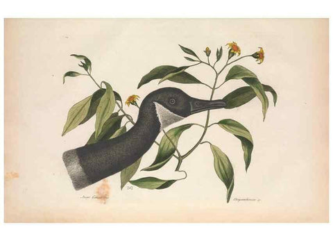 Reproducción/Reproduction 49457116417: The natural history of Carolina, Florida, and the Bahama Islands :. London :Printed for B. White,1771.. 