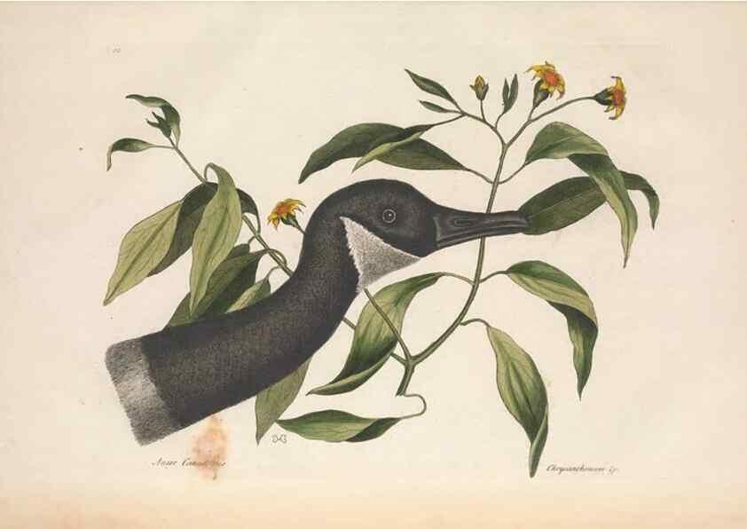 Reproducción/Reproduction 49457116417: The natural history of Carolina, Florida, and the Bahama Islands :. London :Printed for B. White,1771.. 