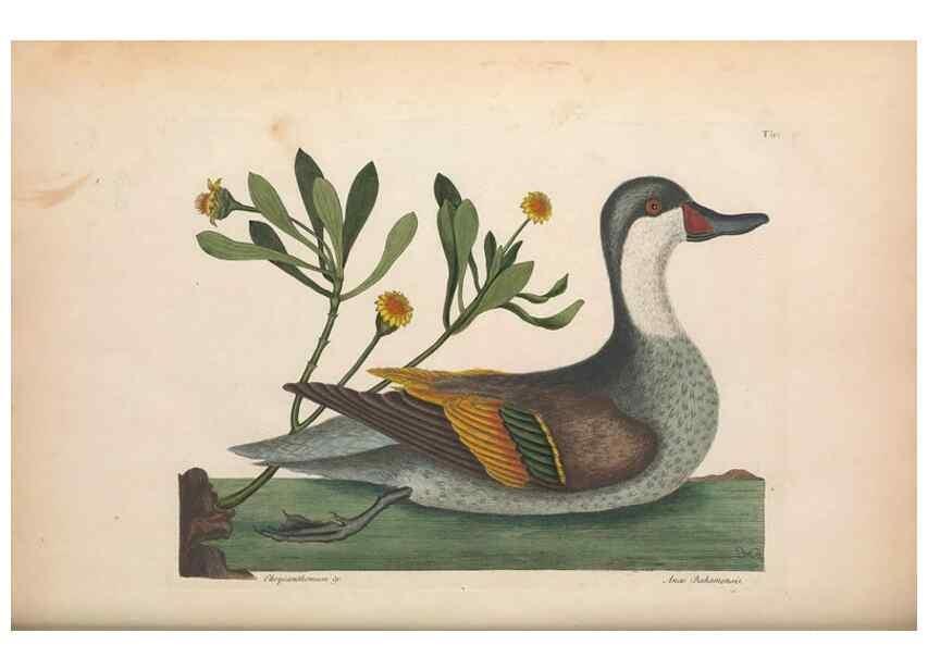 Reproducción/Reproduction 49457116677: The natural history of Carolina, Florida, and the Bahama Islands :. London :Printed for B. White,1771.. 