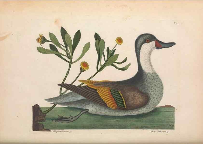 Reproducción/Reproduction 49457116677: The natural history of Carolina, Florida, and the Bahama Islands :. London :Printed for B. White,1771.. 
