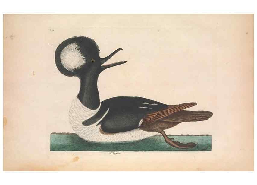 Reproducción/Reproduction 49456412023: The natural history of Carolina, Florida, and the Bahama Islands :. London :Printed for B. White,1771.. 