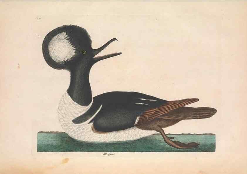 Reproducción/Reproduction 49456412023: The natural history of Carolina, Florida, and the Bahama Islands :. London :Printed for B. White,1771.. 