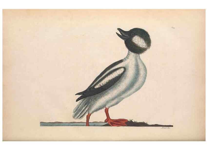 Reproducción/Reproduction 49456885226: The natural history of Carolina, Florida, and the Bahama Islands :. London :Printed for B. White,1771.. 