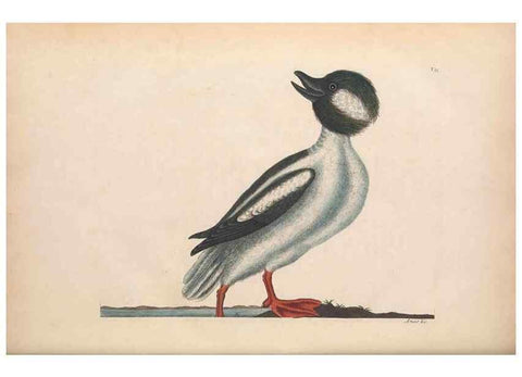 Reproducción/Reproduction 49456885226: The natural history of Carolina, Florida, and the Bahama Islands :. London :Printed for B. White,1771.. 