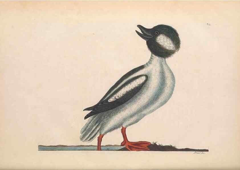 Reproducción/Reproduction 49456885226: The natural history of Carolina, Florida, and the Bahama Islands :. London :Printed for B. White,1771.. 