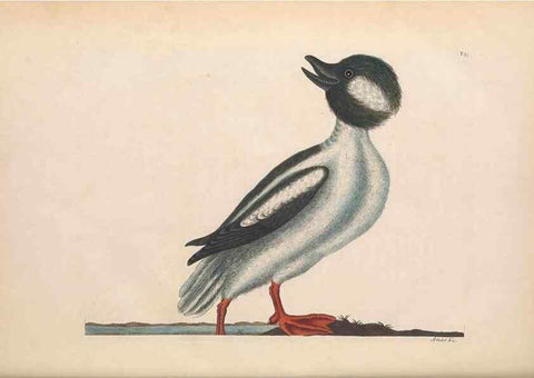 Reproducción/Reproduction 49456885226: The natural history of Carolina, Florida, and the Bahama Islands :. London :Printed for B. White,1771.. 
