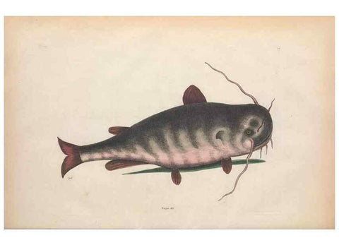 Reproducción/Reproduction 49457179476: The natural history of Carolina, Florida, and the Bahama Islands :. London :Printed for B. White,1771.. 