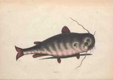 Reproducción/Reproduction 49457179476: The natural history of Carolina, Florida, and the Bahama Islands :. London :Printed for B. White,1771.. 