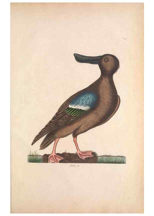 Reproducción/Reproduction 49456412713: The natural history of Carolina, Florida, and the Bahama Islands :. London :Printed for B. White,1771.. 