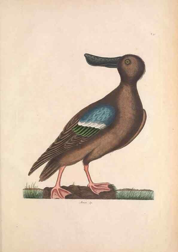Reproducción/Reproduction 49456412713: The natural history of Carolina, Florida, and the Bahama Islands :. London :Printed for B. White,1771.. 