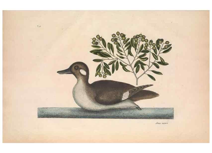Reproducción/Reproduction 49457118177: The natural history of Carolina, Florida, and the Bahama Islands :. London :Printed for B. White,1771.. 