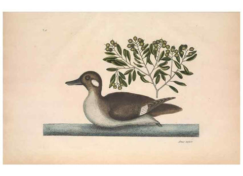Reproducción/Reproduction 49457118177: The natural history of Carolina, Florida, and the Bahama Islands :. London :Printed for B. White,1771.. 