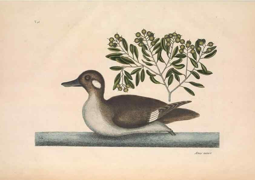 Reproducción/Reproduction 49457118177: The natural history of Carolina, Florida, and the Bahama Islands :. London :Printed for B. White,1771.. 