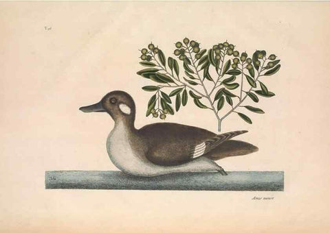 Reproducción/Reproduction 49457118177: The natural history of Carolina, Florida, and the Bahama Islands :. London :Printed for B. White,1771.. 