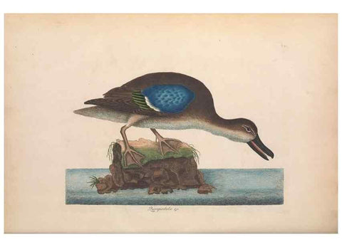 Reproducción/Reproduction 49456413633: The natural history of Carolina, Florida, and the Bahama Islands :. London :Printed for B. White,1771.. 