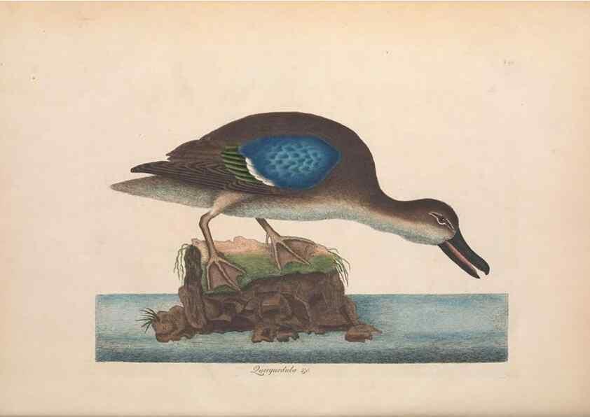 Reproducción/Reproduction 49456413633: The natural history of Carolina, Florida, and the Bahama Islands :. London :Printed for B. White,1771.. 