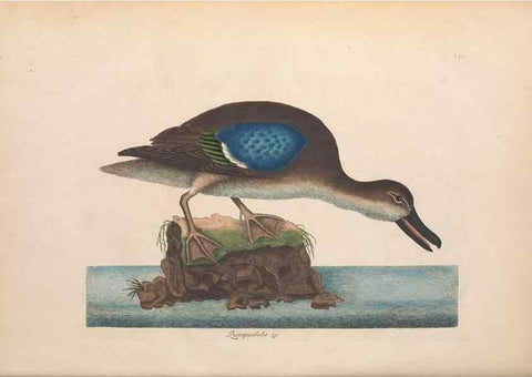 Reproducción/Reproduction 49456413633: The natural history of Carolina, Florida, and the Bahama Islands :. London :Printed for B. White,1771.. 