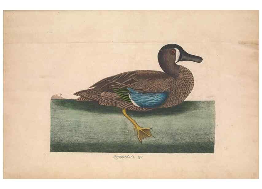 Reproducción/Reproduction 49456886971: The natural history of Carolina, Florida, and the Bahama Islands :. London :Printed for B. White,1771.. 