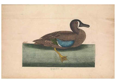 Reproducción/Reproduction 49456886971: The natural history of Carolina, Florida, and the Bahama Islands :. London :Printed for B. White,1771.. 