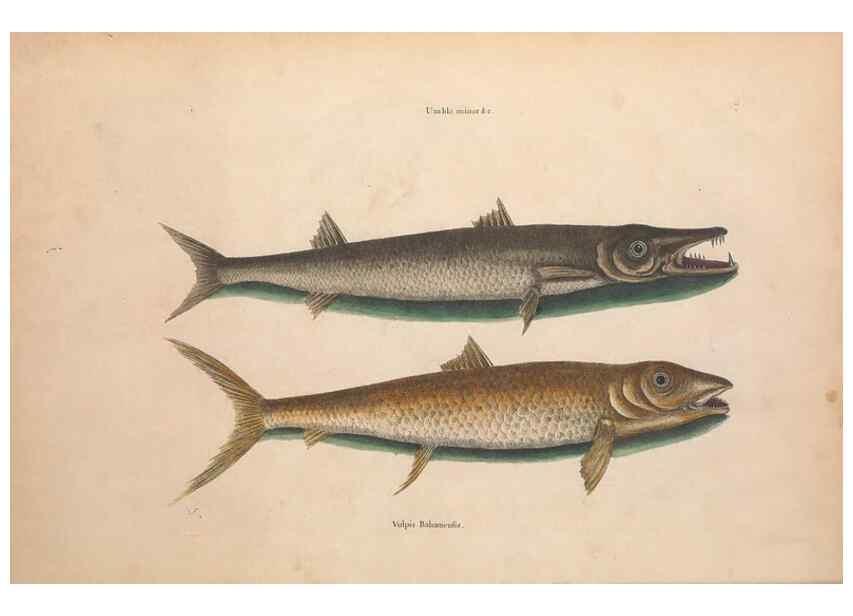 Reproducción/Reproduction 49457172906: The natural history of Carolina, Florida, and the Bahama Islands :. London :Printed for B. White,1771.. 