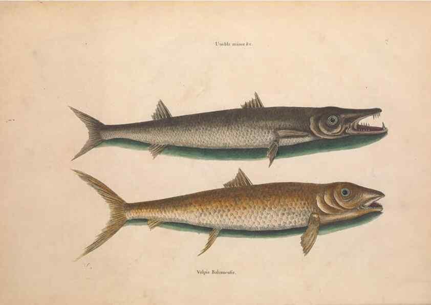 Reproducción/Reproduction 49457172906: The natural history of Carolina, Florida, and the Bahama Islands :. London :Printed for B. White,1771.. 