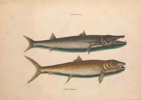 Reproducción/Reproduction 49457172906: The natural history of Carolina, Florida, and the Bahama Islands :. London :Printed for B. White,1771.. 
