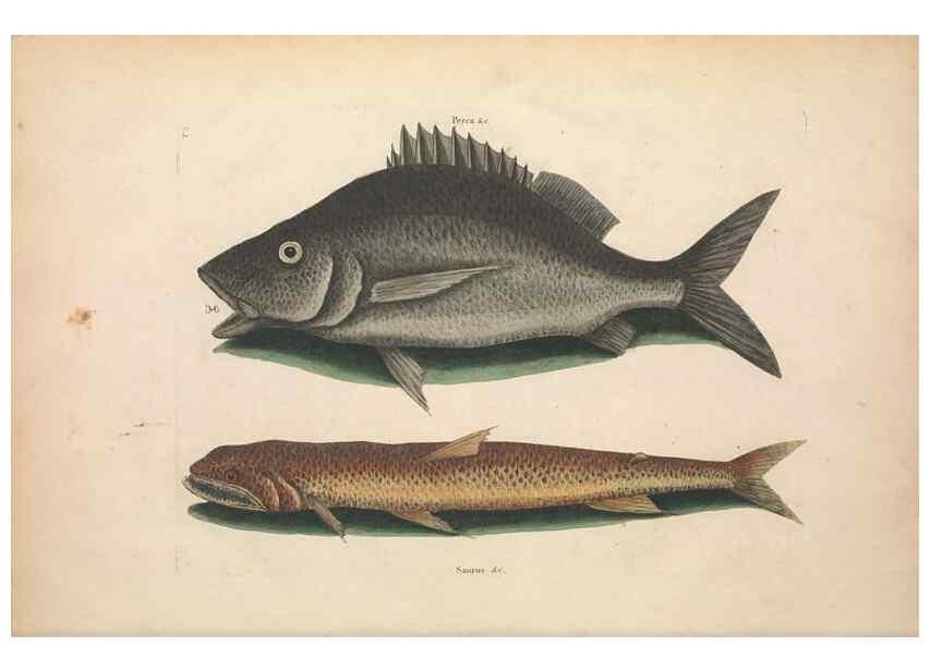 Reproducción/Reproduction 49456701248: The natural history of Carolina, Florida, and the Bahama Islands :. London :Printed for B. White,1771.. 