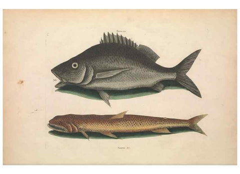 Reproducción/Reproduction 49456701248: The natural history of Carolina, Florida, and the Bahama Islands :. London :Printed for B. White,1771.. 
