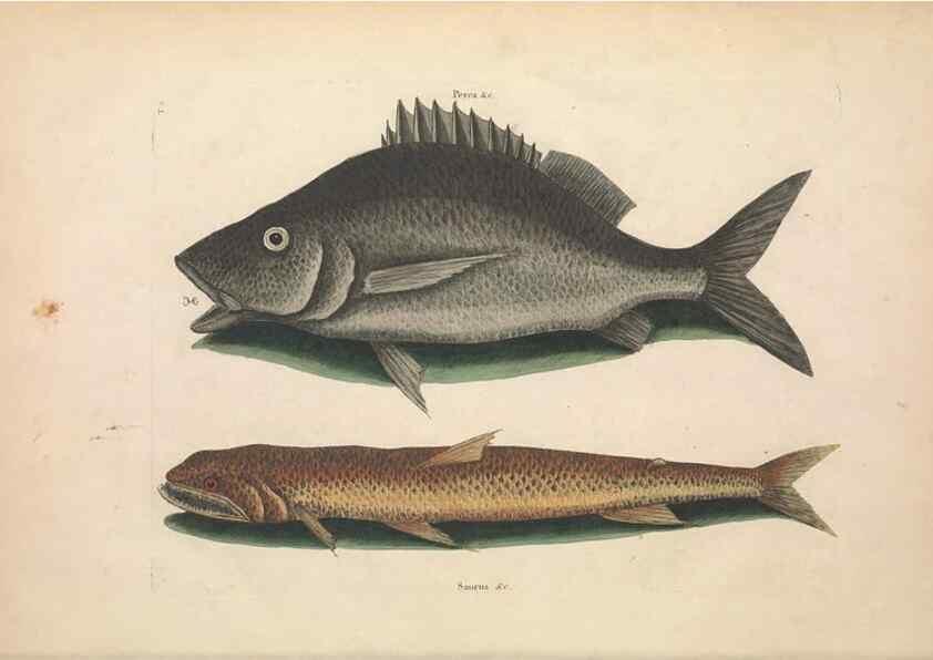 Reproducción/Reproduction 49456701248: The natural history of Carolina, Florida, and the Bahama Islands :. London :Printed for B. White,1771.. 