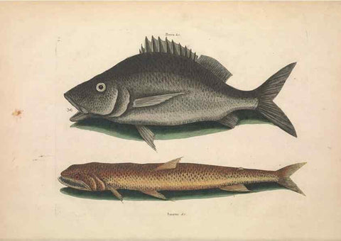 Reproducción/Reproduction 49456701248: The natural history of Carolina, Florida, and the Bahama Islands :. London :Printed for B. White,1771.. 