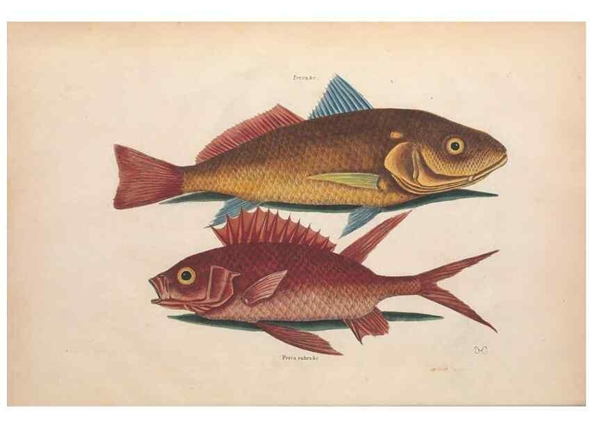 Reproducción/Reproduction 49457173501: The natural history of Carolina, Florida, and the Bahama Islands :. London :Printed for B. White,1771.. 