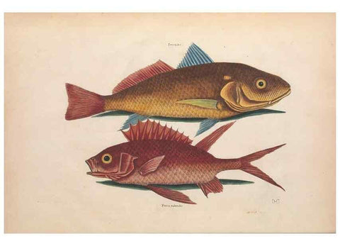 Reproducción/Reproduction 49457173501: The natural history of Carolina, Florida, and the Bahama Islands :. London :Printed for B. White,1771.. 