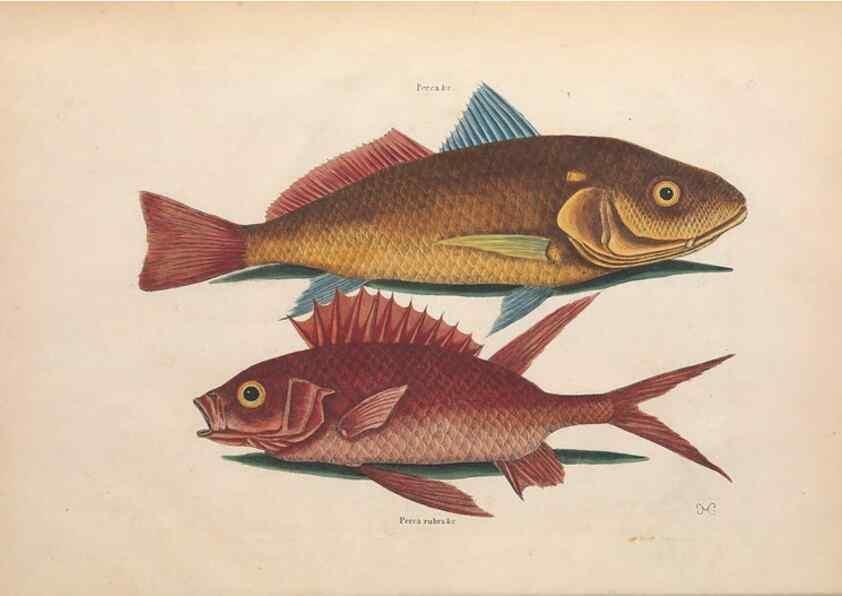Reproducción/Reproduction 49457173501: The natural history of Carolina, Florida, and the Bahama Islands :. London :Printed for B. White,1771.. 