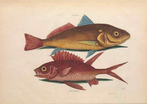 Reproducción/Reproduction 49457173501: The natural history of Carolina, Florida, and the Bahama Islands :. London :Printed for B. White,1771.. 