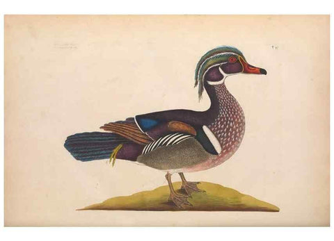 Reproducción/Reproduction 49456885976: The natural history of Carolina, Florida, and the Bahama Islands :. London :Printed for B. White,1771.. 