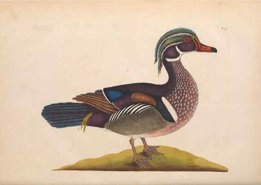Reproducción/Reproduction 49456885976: The natural history of Carolina, Florida, and the Bahama Islands :. London :Printed for B. White,1771.. 