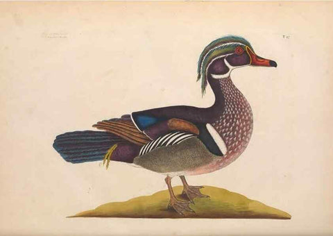 Reproducción/Reproduction 49456885976: The natural history of Carolina, Florida, and the Bahama Islands :. London :Printed for B. White,1771.. 