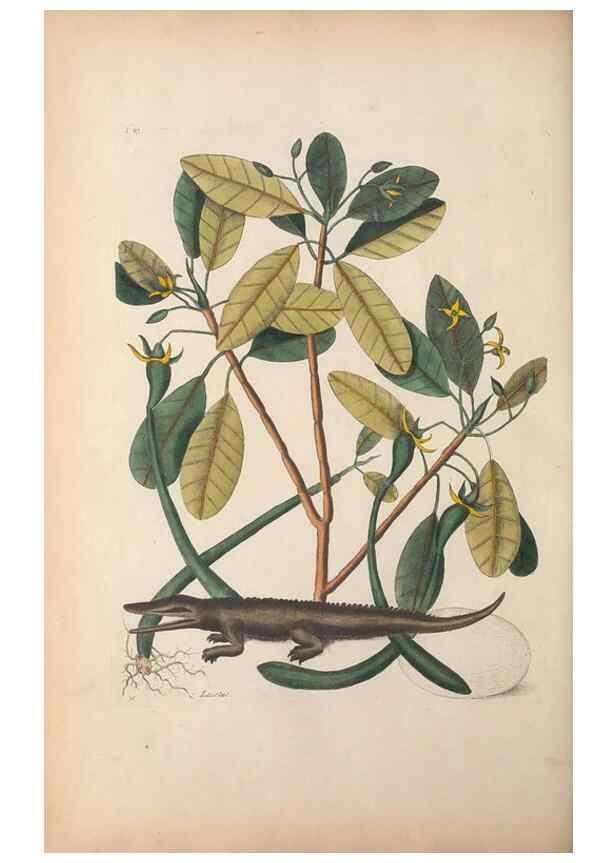 Reproducción/Reproduction 49456718668: The natural history of Carolina, Florida, and the Bahama Islands :. London :Printed for B. White,1771.. 