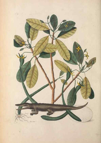Reproducción/Reproduction 49456718668: The natural history of Carolina, Florida, and the Bahama Islands :. London :Printed for B. White,1771.. 